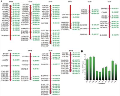 Genome-Wide Identification and Analysis of the Ascorbate Peroxidase (APX) Gene Family of Winter Rapeseed (Brassica rapa L.) Under Abiotic Stress